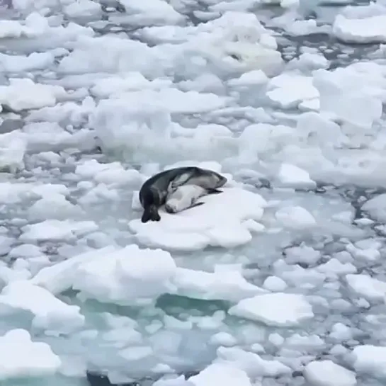 Самка морского леопарда с детёнышем