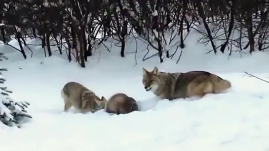 Барсук и волк