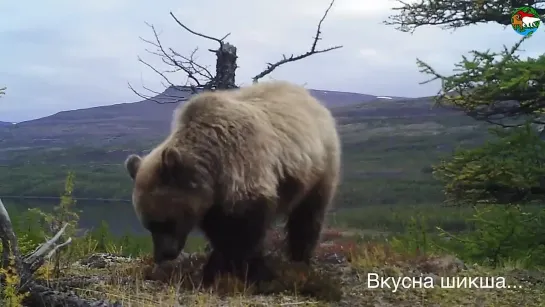 Встречи на Аяне