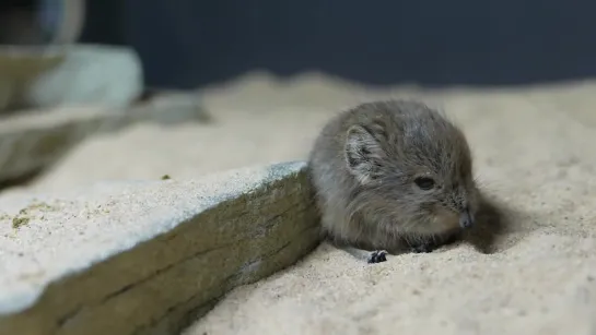 Короткоухий прыгунчик. Честерский зоопарк