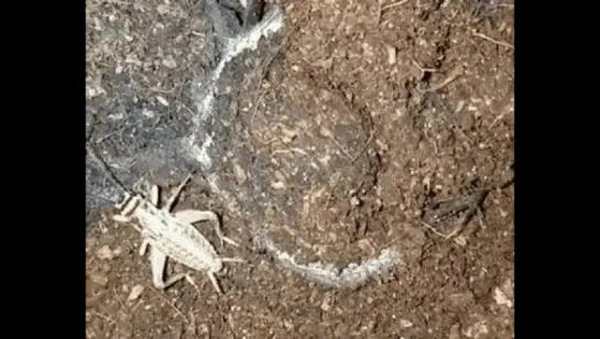 Trapdoor spider