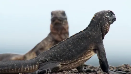 Planet Earth II. Iguana vs Snakes