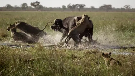 Planet Earth II. Extended Trailer