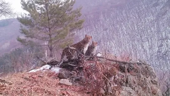 Четыре самых редких леопарда