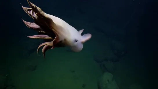 Осьминог Grimpoteuthis bathynectes