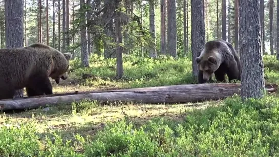 Бой бурых медведей