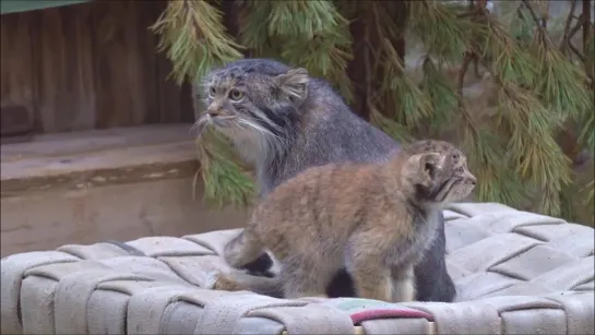 Манул Мия с котенком на новой лежанке. Новосибирский зоопарк