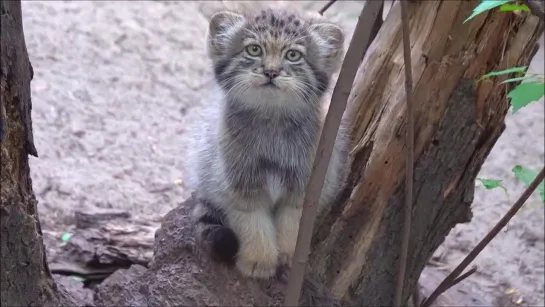 Котёнок манула подошёл позировать. Новосибирский зоопарк