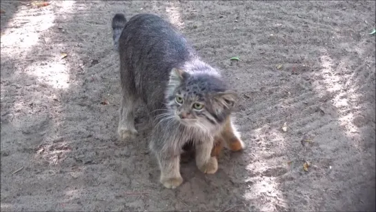 Котёнок манула играет с маминым хвостом. Новосибирский зоопарк