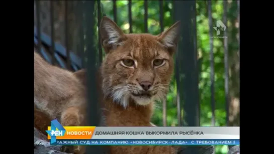 Домашняя кошка выкормила рысёнка