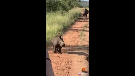 Радостный носорожек. Парк Крюгера