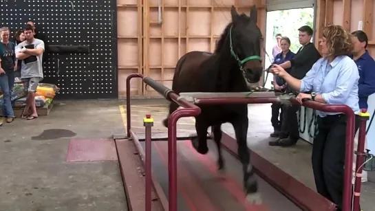 Horse on a treadmill