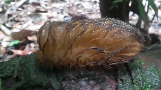 Orange caterpillar (from Manu National Park, Peru)