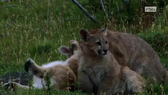 Jäger der Anden - Der Puma