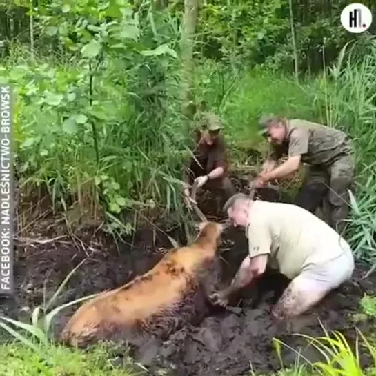 Спасение оленя в польском лесничестве Бровск.