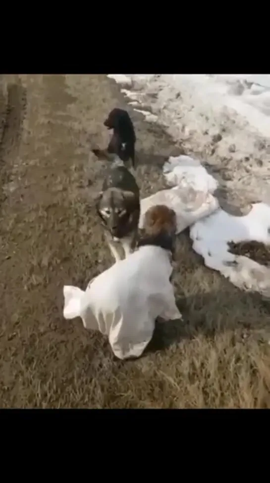 В Татарстане неизвестные выкинули щенят в мешках на трассе...