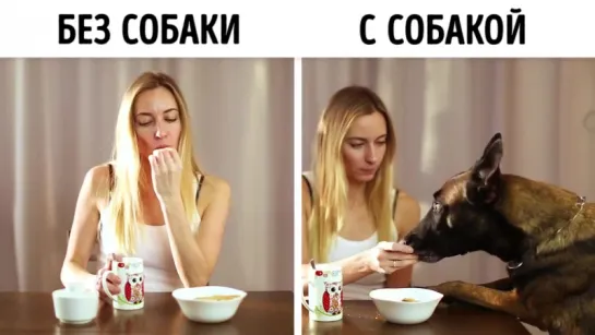 Жизнь с собакой и без нее.