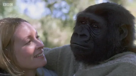 Koko: The Gorilla Who Talks to People