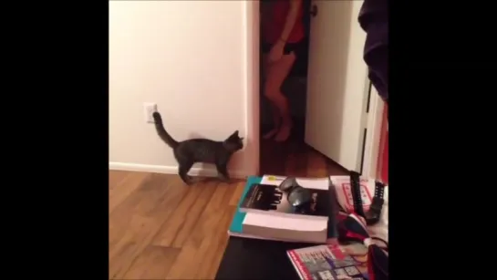 Ultimate cat vines compilation 2k4-2k5