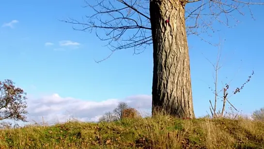 Ronja Maltzahn  the BlueBird Orchestra - Happy Times (Official Music Video)