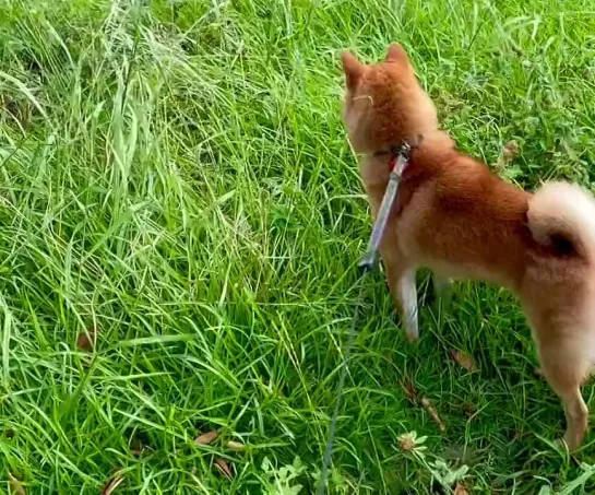 草飛び越える姿も草なのにそのまま草に激突してるのほんと草