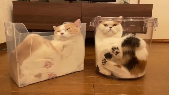 猫は液体