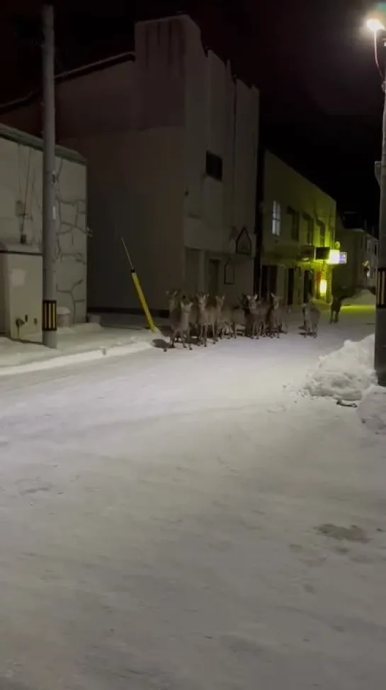 苫小牧の町にて鹿