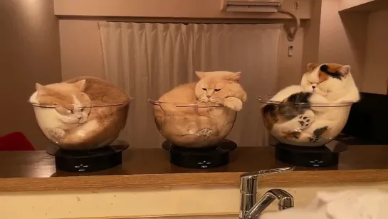 洗い物してる前で回る猫たち