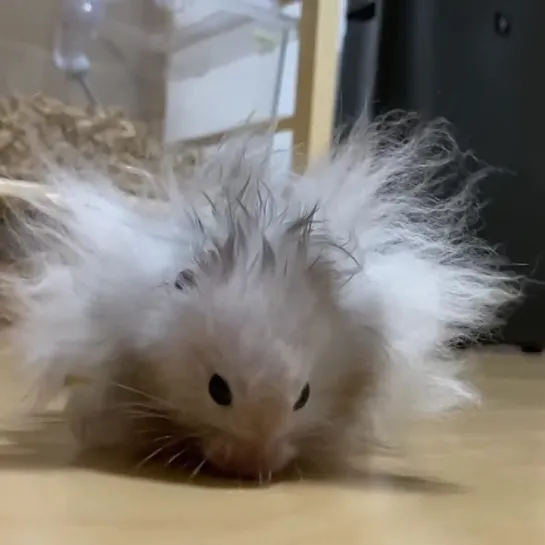 Super Saiyan Hamster