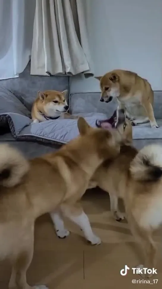 Family of Shiba inu