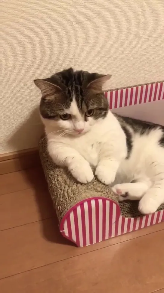 あっおれ猫だった - - みたいな感じで急に我に返るのやめてほしい笑 - - 猫好きさんと繋がりたい 猫好き 猫のいる生活 猫 癒し