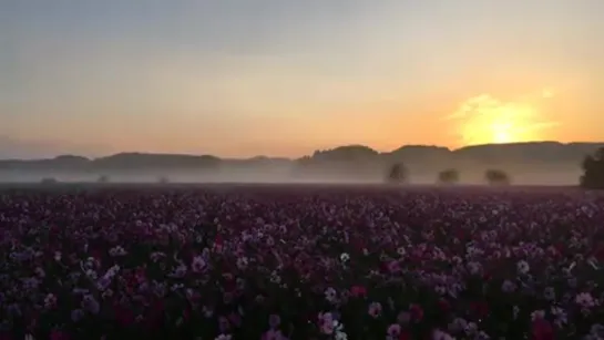 Sanko Cosmos Garden