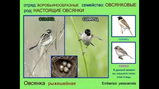 Овсянка. 2 часть. Евразия Россия. Голоса птиц