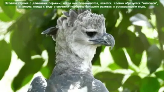 Южноамериканская гарпия - Harpy Eagle Энциклопедия животных