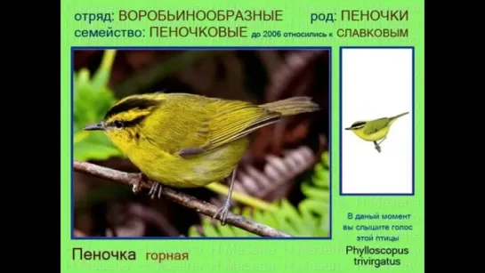 Пеночка. Африка Европа Азия Океания. Голоса птиц