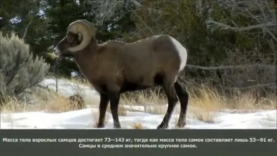 Толсторогий баран - Bighorn Sheep Энциклопедия животных