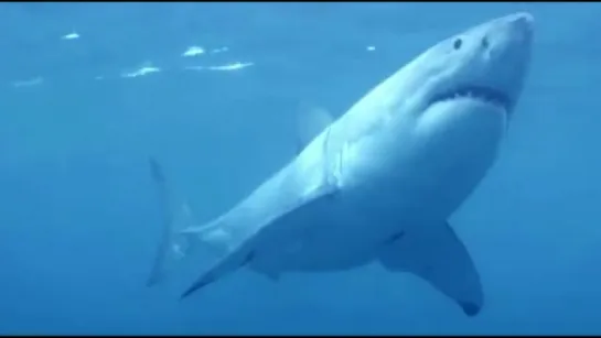 Большая белая акула - Great white shark Энциклопедия животных