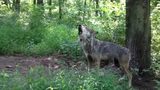 Серый волк - Gray Wolf Энциклопедия животных