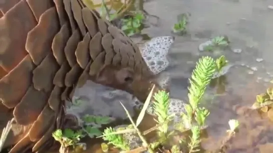 Панголин - Pangolin Энциклопедия животных