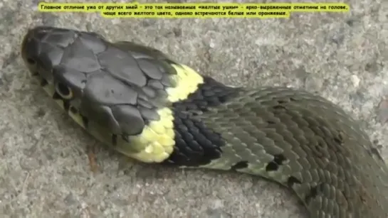 Уж обыкновенный - Grass Snake Энциклопедия животных