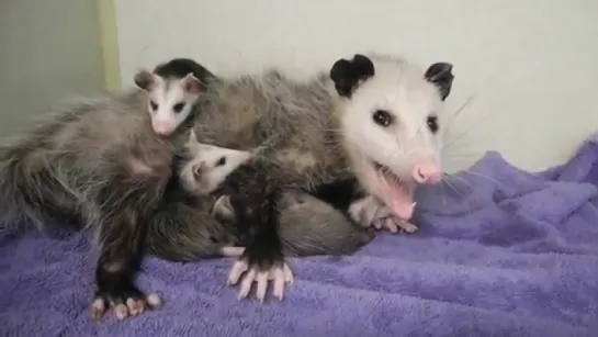 Опоссум - Opossum Энциклопедия животных