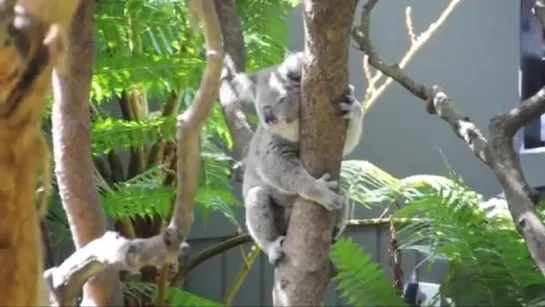 Коала - Koala Энциклопедия животных