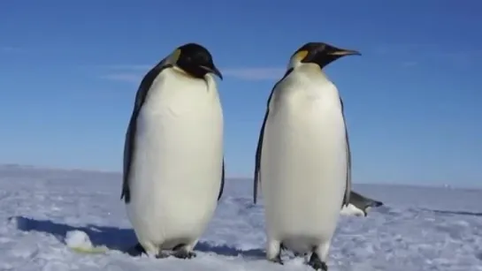 Императорский пингвин - Emperor Penguin Энциклопедия животных