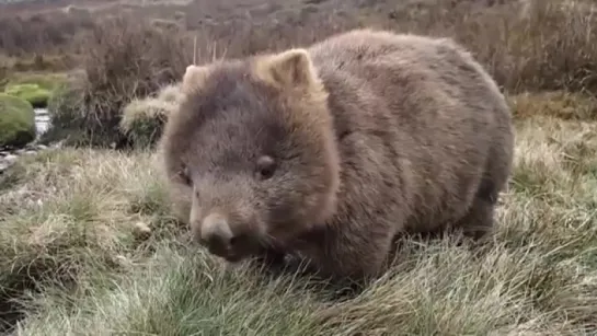 Вомбат - Wombat Энциклопедия животных