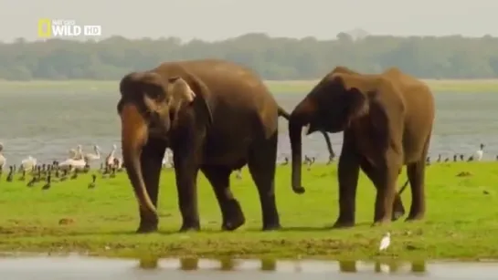 Шри Ланка Таинственный остров National Geographic