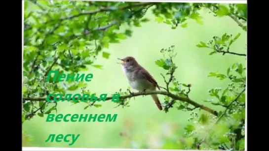 Незабываемое Пение соловья  Chill out Nightingale Singing