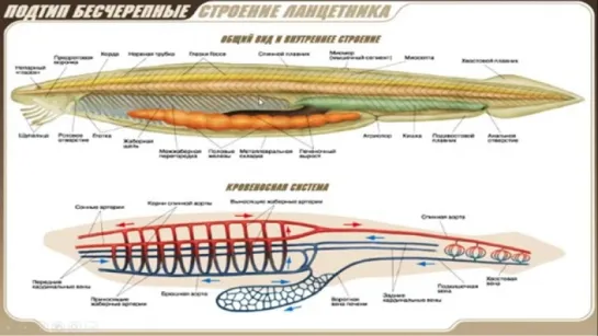 Урок  Тип Хордовое. Класс Головохордовые
