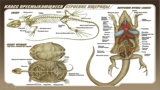 Урок  Тип Хордовые. Класс Пресмыкающиеся