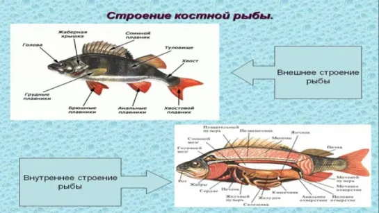 Урок  Тип Хордовые. Класс Костные рыбы