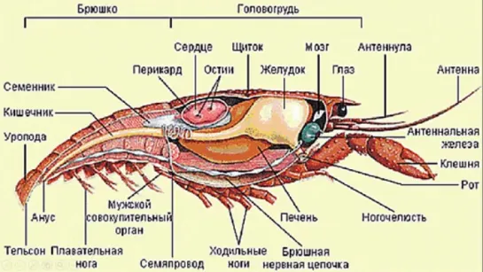 Урок  Тип Членистоногие. Класс Ракообразные